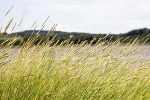 Chwasty jednoliścienne – charakterystyka i rodzaje. Poznaj wroga!