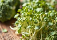 Kiełki brokuła – zdrowe superfood pełne wartości odżywczych