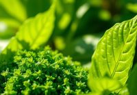 Chlorofil – właściwości zdrowotne i korzyści z suplementacji